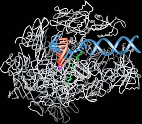 Nur ein Knäuel: Die RNA-Polymerase II bei der Transkription