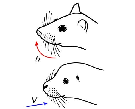 Säugetiere setzen ihre Schnurrhaare unterschiedlich ein