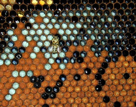 Biene mit Larven