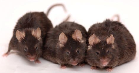 Unterschiedlich ernährte Mäuse