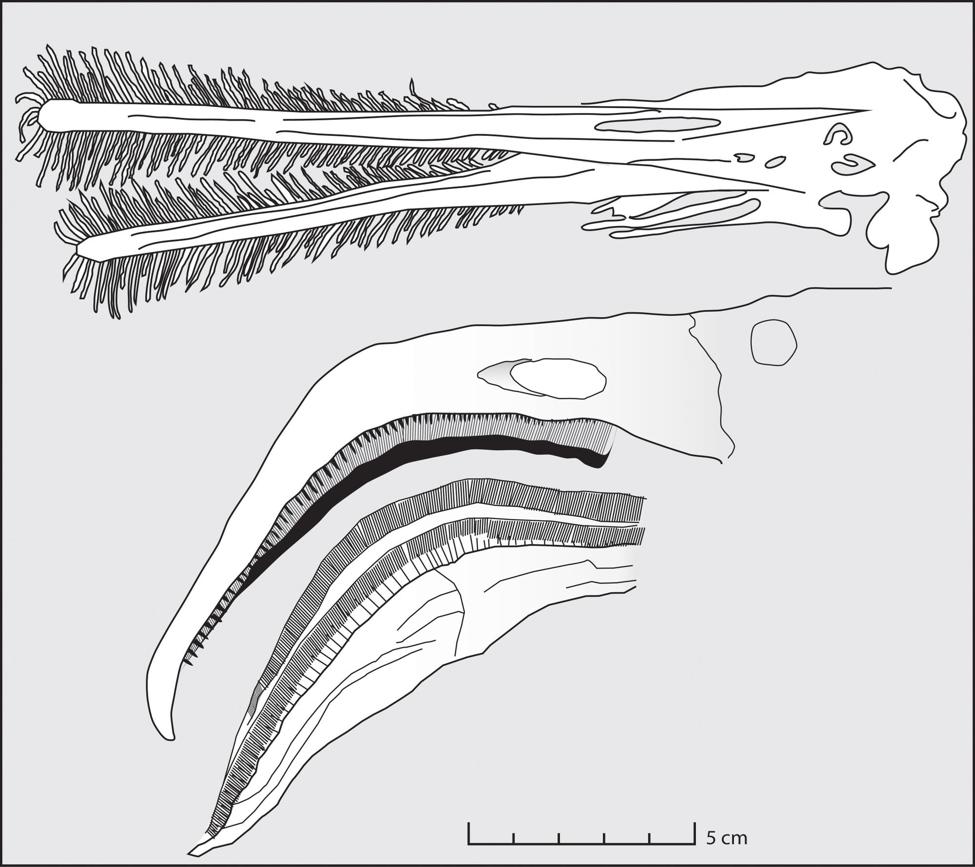 Oben: Fossil der Schnauze eines filtrierenden Pterosauriers. Die Zähne sind bei der Versteinerung nach außen gedrückt worden. Unten: Der Schnabel eines modernen Flamingos.