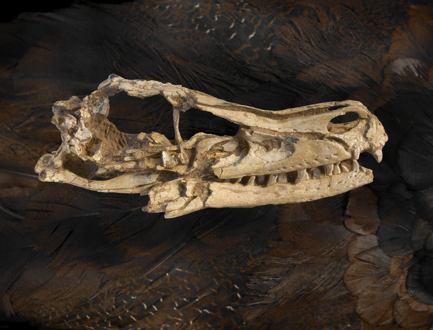 <i>Velociraptor mongoliensis</i>
