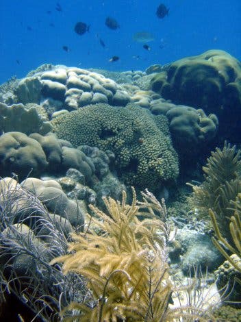 Relativ gesundes Korallenriff bei Bonaire
