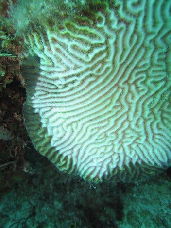 Ausgebleichte Koralle