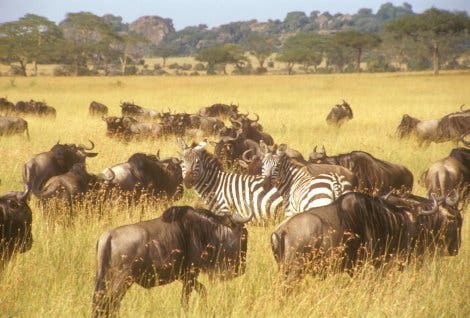 Gnuherde in der Serengeti