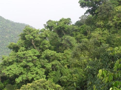 Regenwald in Dinghushan
