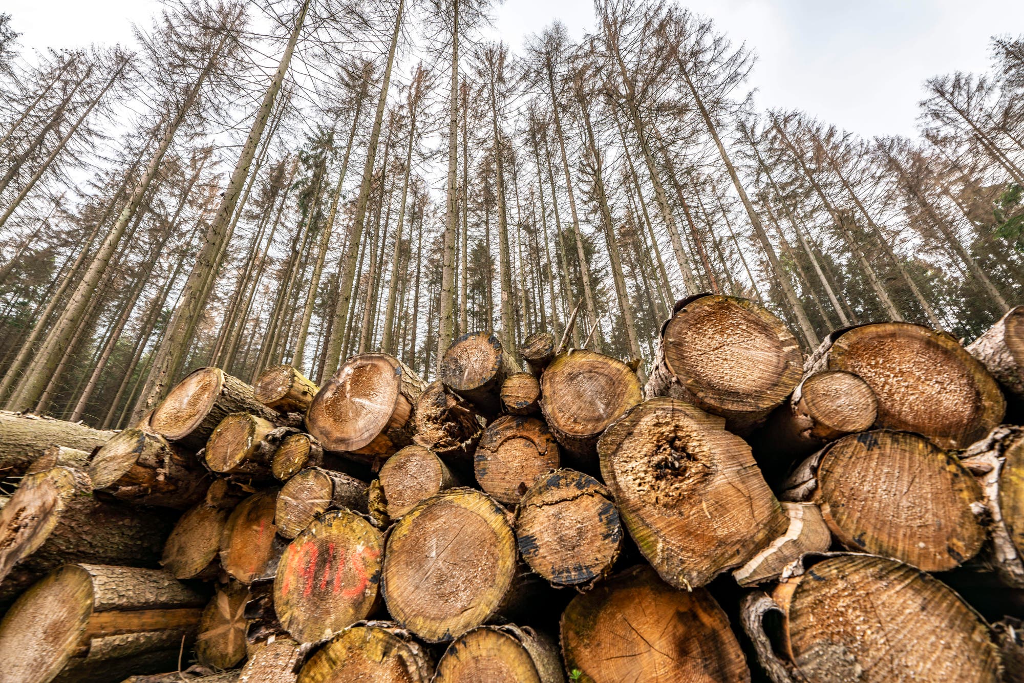 Zu viel Nadelwald, zu viel Einschlag