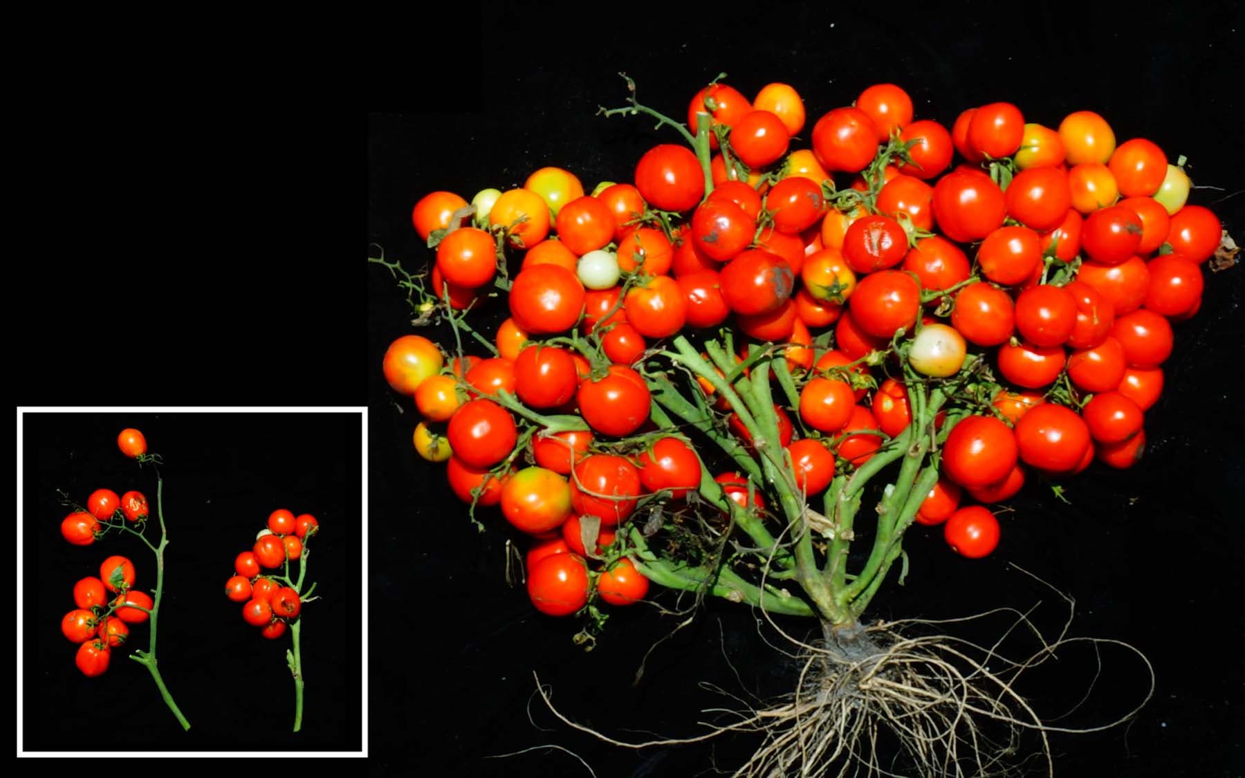 Neue Tomatensorte, die kompakte kleine Sträuße bildet