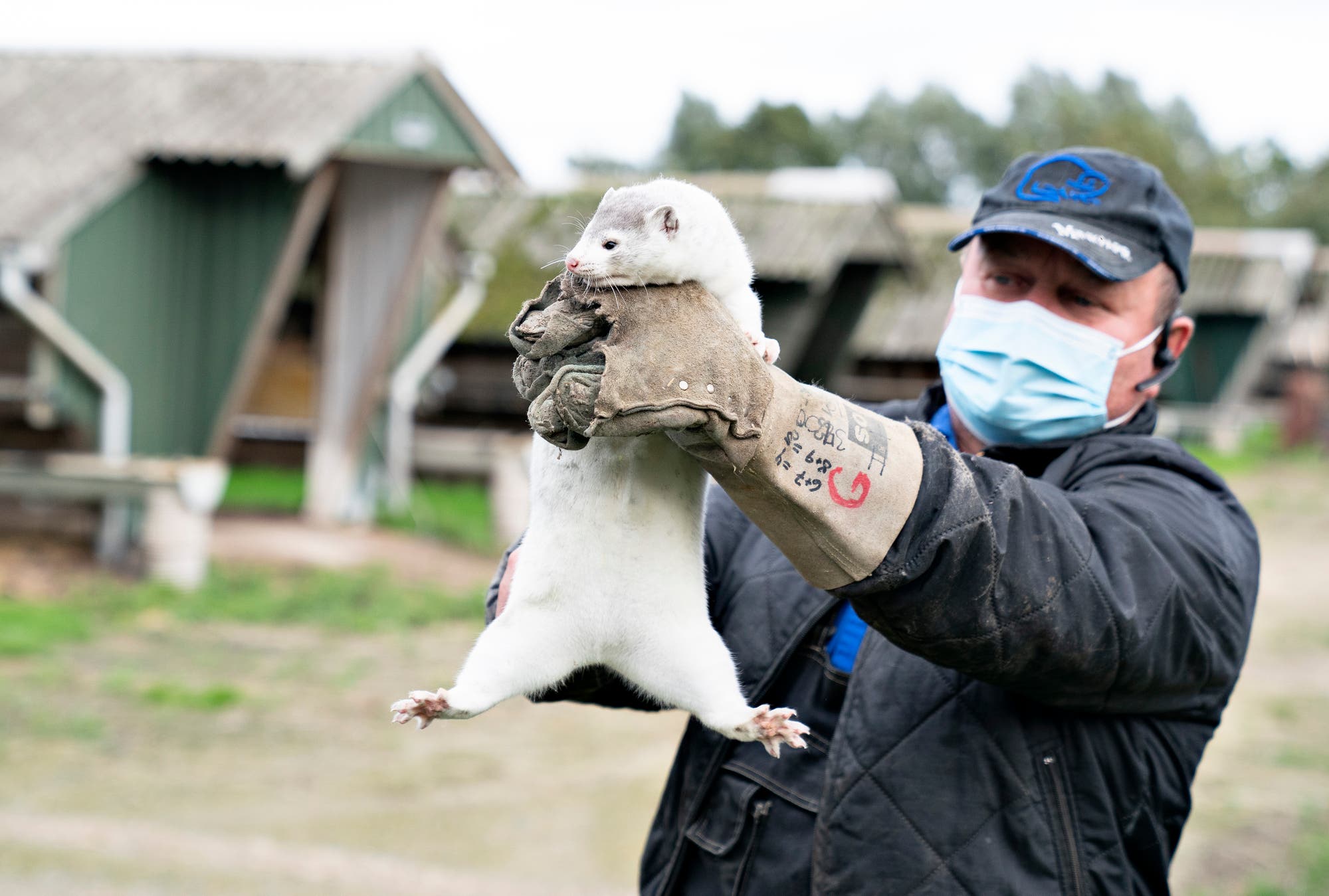 Der Nerzfarmer Thorbjoern Jepsen hält eines seiner Tiere, kurz bevor die Polizei im Oktober den Zugang zu seiner Farm auf Droevten in Gjoel erzwang.