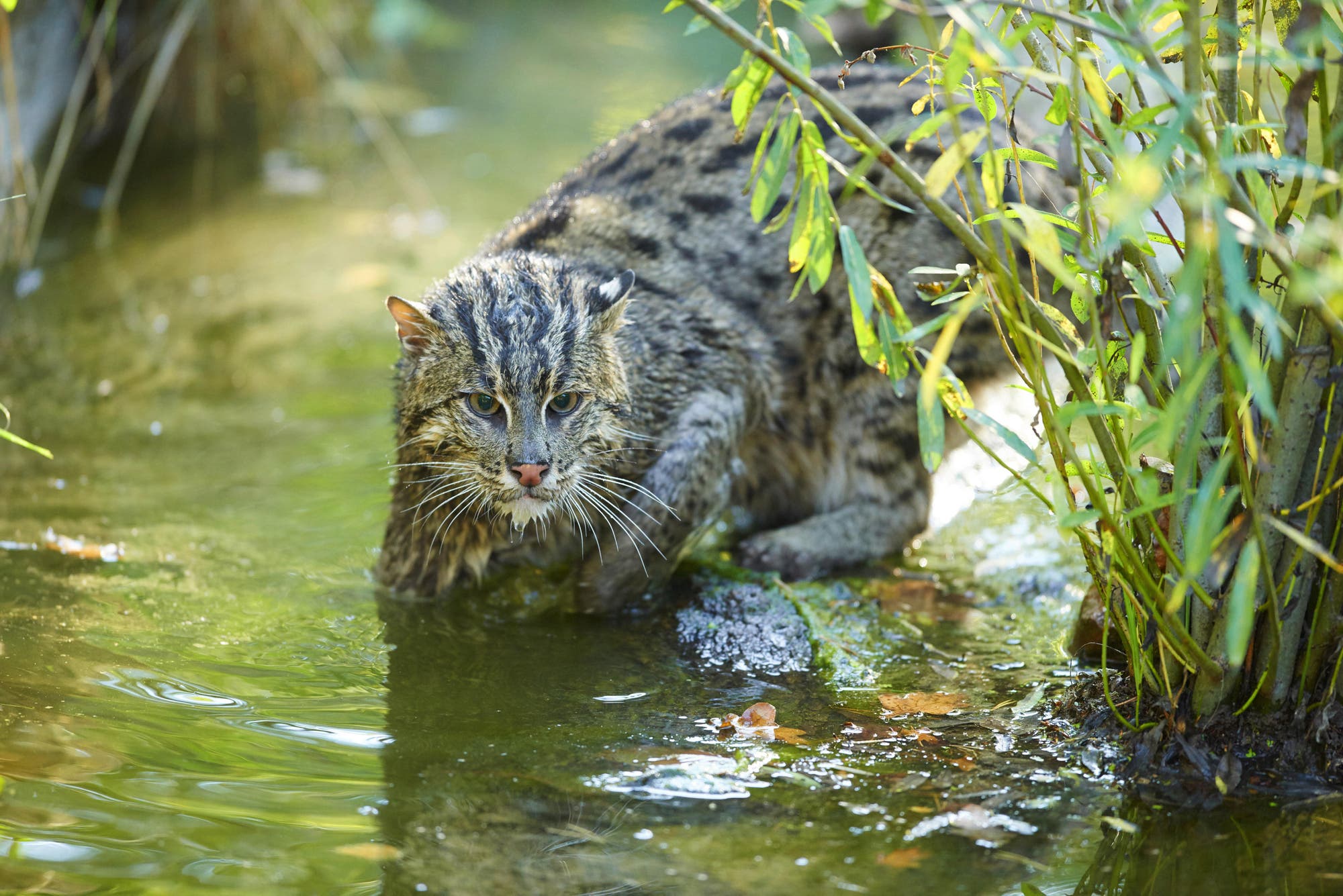 Eine Katze mit getigertem Fell steht in einem flachen Gewässer, umgeben von grünen Pflanzen. Sie blickt aufmerksam nach vorne, während ihr Fell teilweise nass ist. Die Szene ist von natürlichem Licht durchflutet, das die Umgebung lebendig erscheinen lässt.