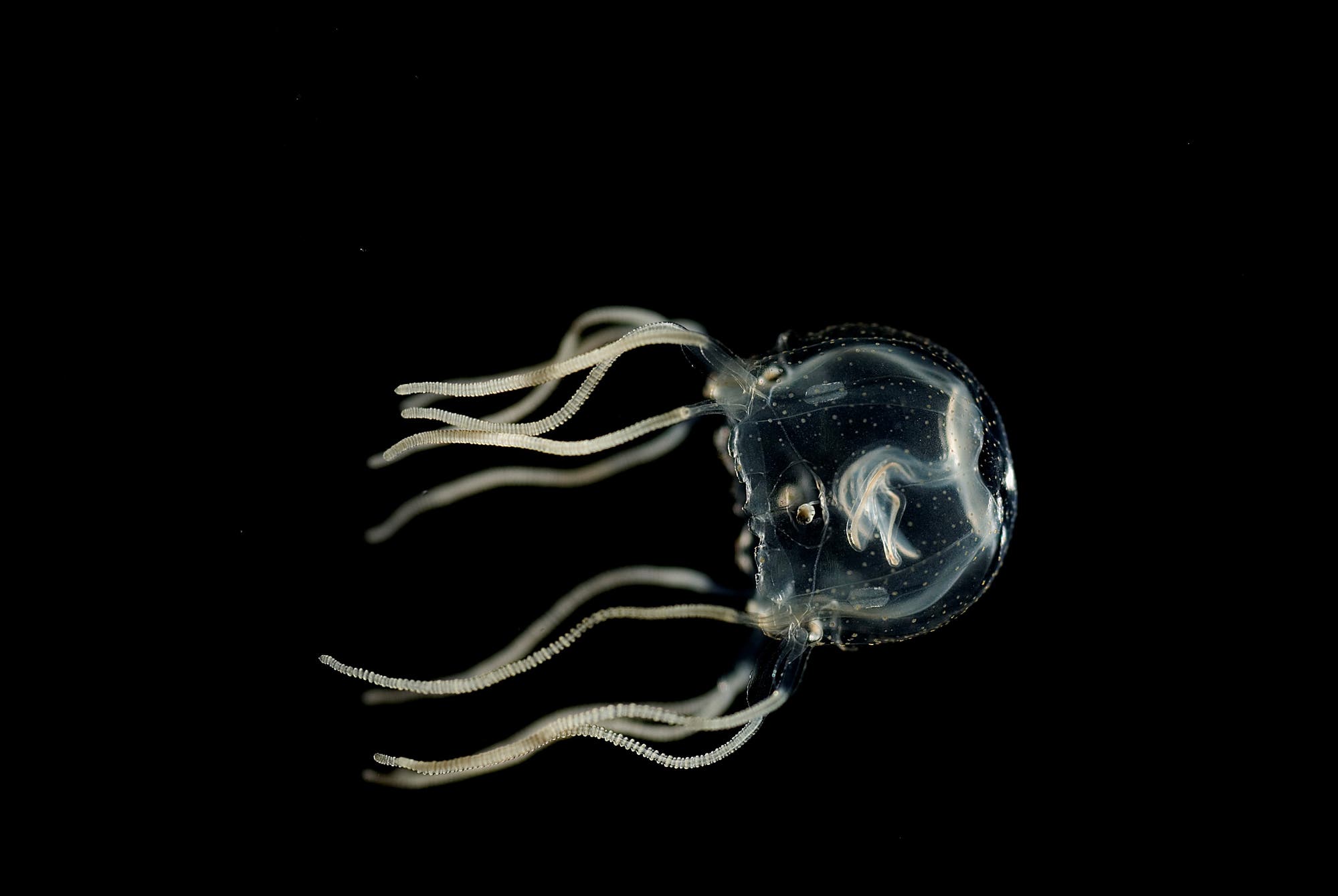 Eine durchsichtige Qualle mit mehreren langen, dünnen Tentakeln schwimmt vor einem schwarzen Hintergrund. Die Struktur des Körpers ist glockenförmig und zeigt feine Details der inneren Anatomie. Die Tentakel sind gleichmäßig verteilt und weisen eine leichte Krümmung auf. Das Bild hebt die Transparenz und die zarte Beschaffenheit der Qualle hervor. Eine durchsichtige Qualle mit mehreren langen, dünnen Tentakeln schwimmt vor einem schwarzen Hintergrund. Die Struktur des Körpers ist glockenförmig und zeigt feine Details der inneren Anatomie. Die Tentakel sind gleichmäßig verteilt und weisen eine leichte Krümmung auf. Das Bild hebt die Transparenz und die zarte Beschaffenheit der Qualle hervor.