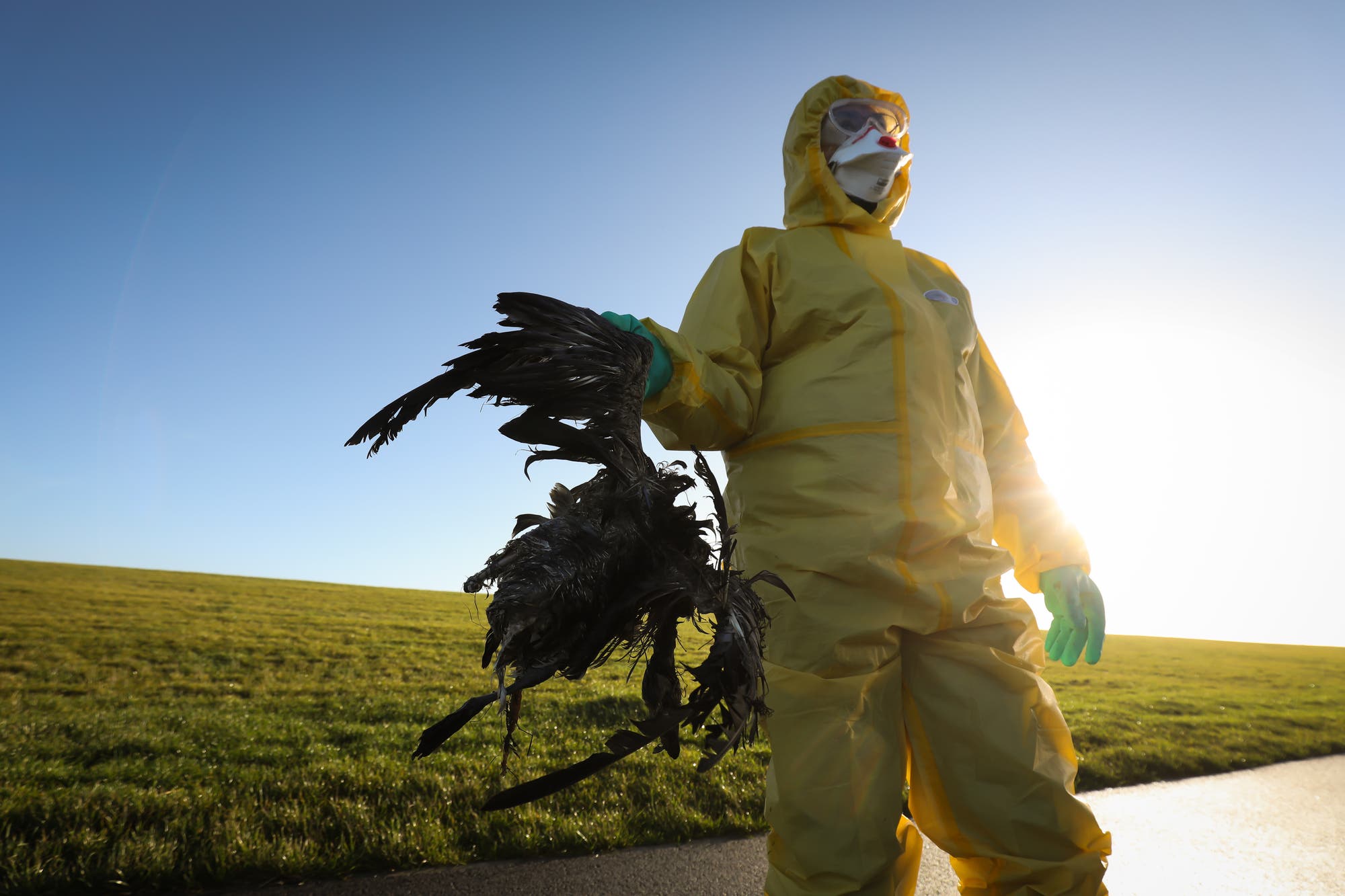 Ein Nationalpark-Ranger mit gelber Schutzausrüstung und Gesichtsmaske trägt einen toten Vogel, die Wiesen leuchten grün im Sonnenlicht
