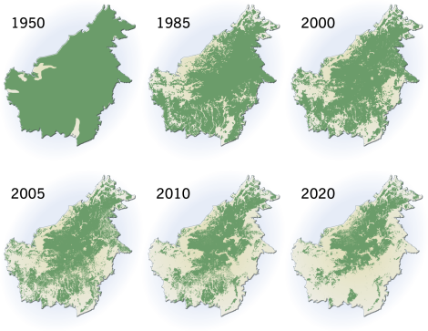 Waldverluste auf Borneo