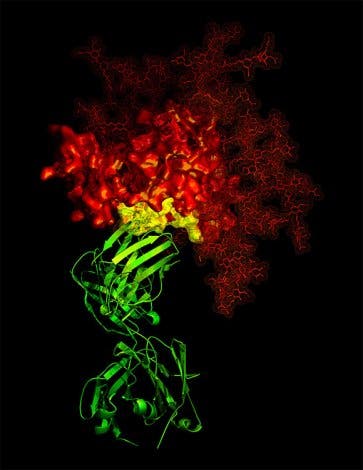 HIV-Protein mit Antikörper