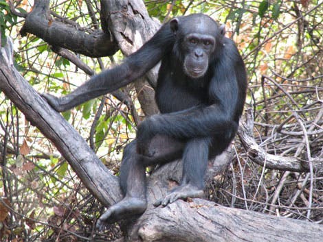Schimpansin Tia geht mit Speeren auf die Jagd