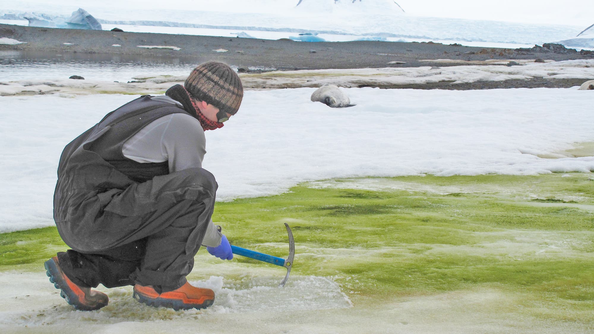 Der britische Algenforscher Matt Davey nimmt Proben von Schneealgen auf einer Insel in der Antarktis.