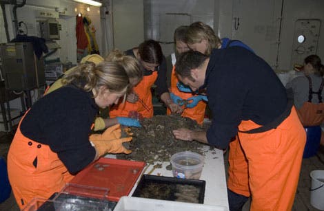 Meeresforscher sortieren Meeresorganismen aus einer Bodenprobe