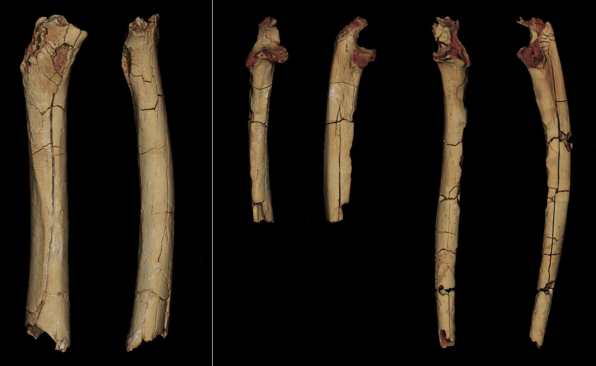 Knochen von Sahelanthropus