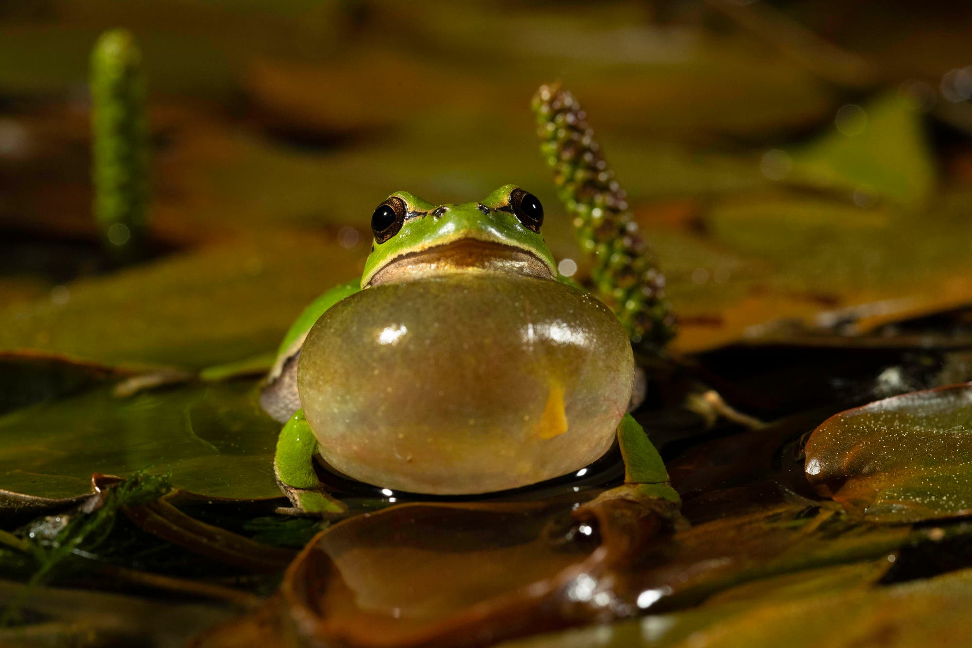 Foto eines Laubfroschs mit aufgepumpter Schallblase, sitzend in einem Gewässer