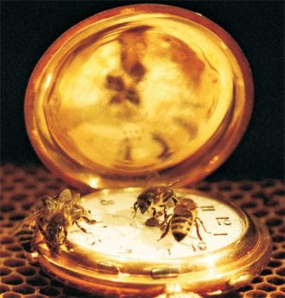 Bienen auf einer Taschenuhr