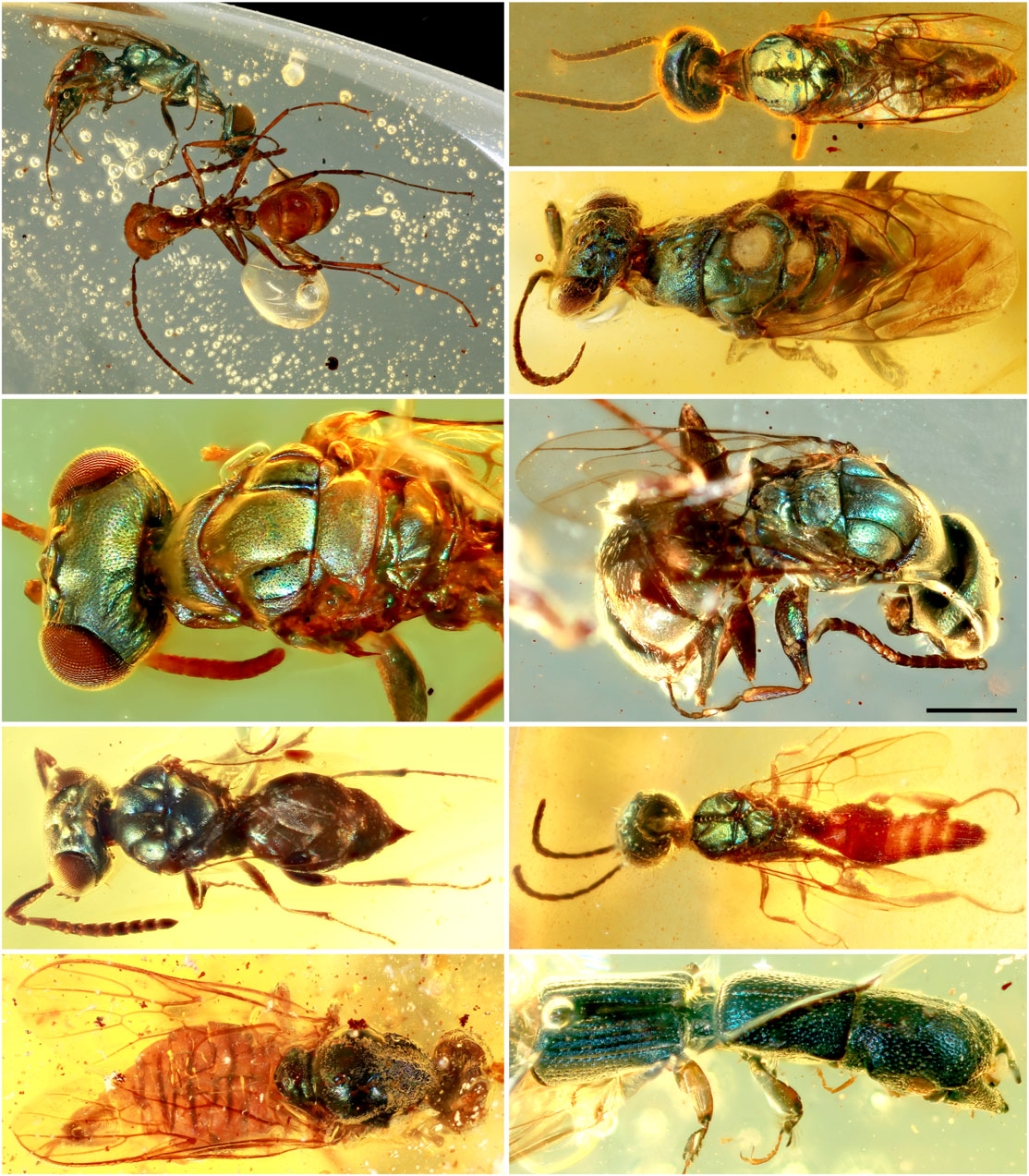Diverse Wespenarten, eine Ameise, eine Waffenfliege und ein Käfer