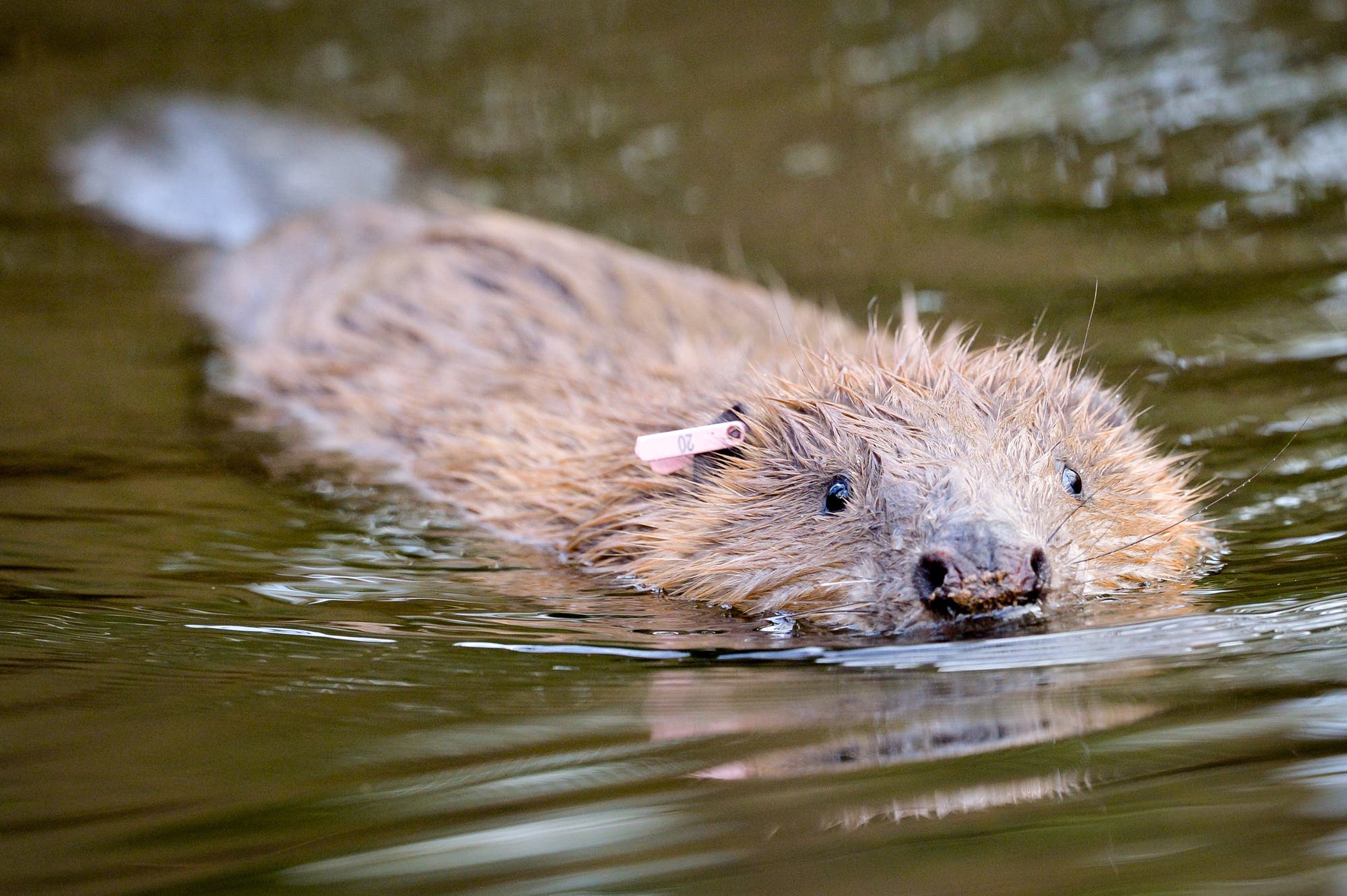 Ein Biber schwimmt im Wasser, sein Fell ist nass. An seinem Ohr ist ein rosa Etikett mit der Nummer "20" befestigt. Die Umgebung spiegelt sich leicht auf der Wasseroberfläche wider.
