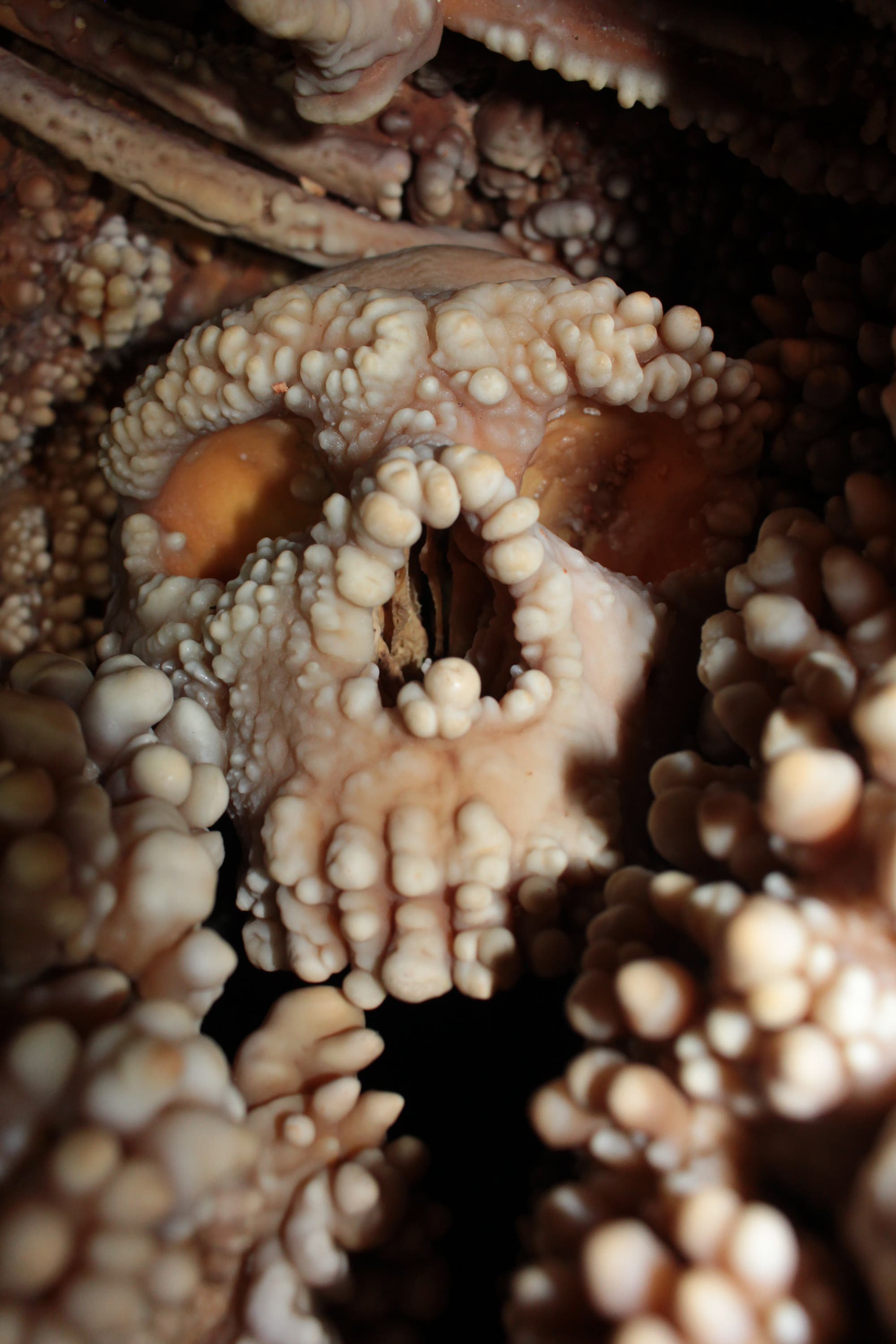 Nahaufnahme einer Höhlenformation mit zahlreichen Stalaktiten und Stalagmiten, die den Schädel eines Neandertalers bedecken. Die Oberfläche ist unregelmäßig und mit kleinen, runden Ablagerungen bedeckt, die in verschiedenen Beige- und Brauntönen erscheinen. Die Beleuchtung hebt die Textur und die Details der Formation hervor.