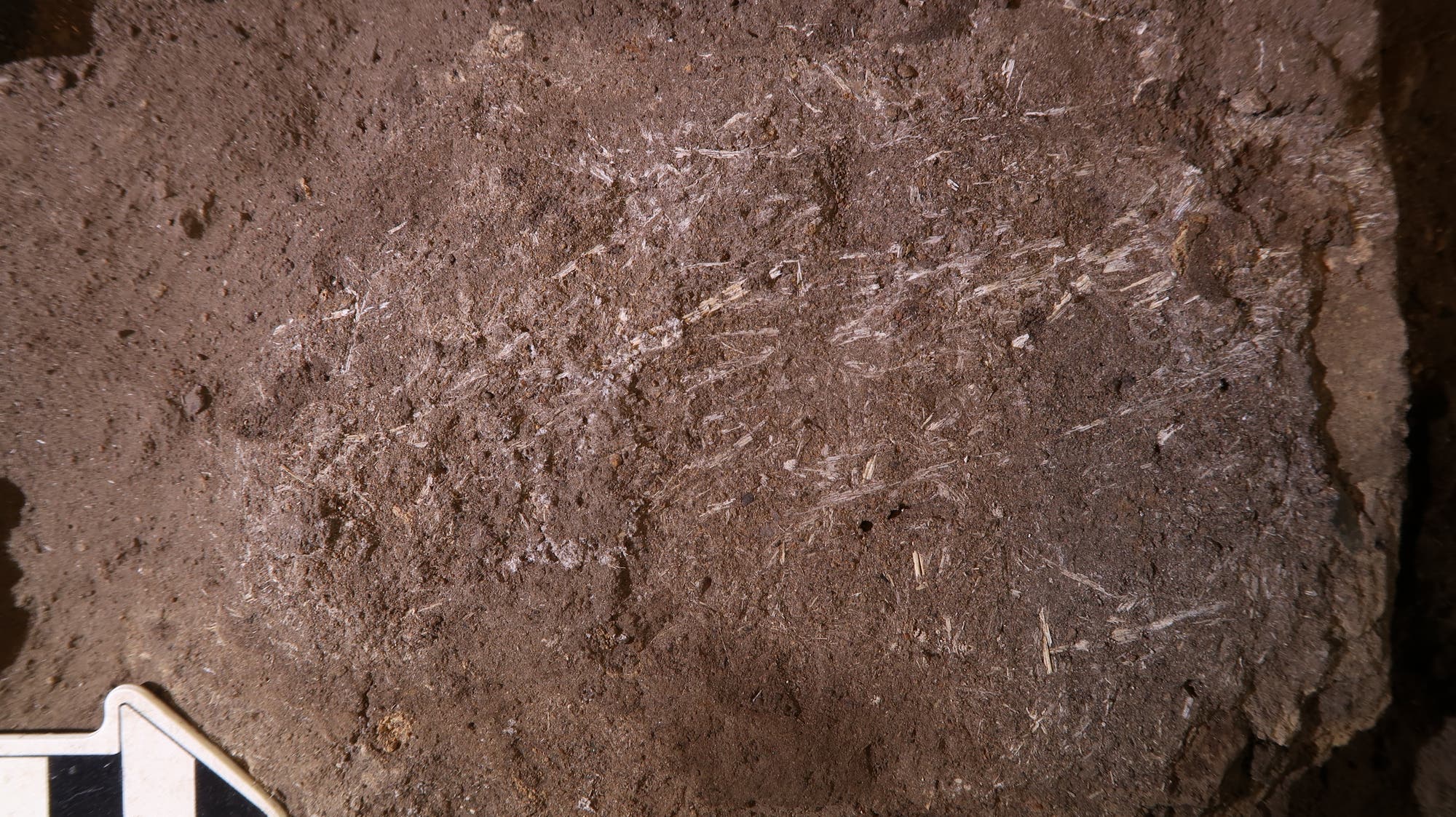 Gras-Fossilien aus der Border Cave