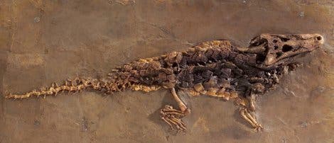 Fossil eines Doppelhundszahn-Krokodils