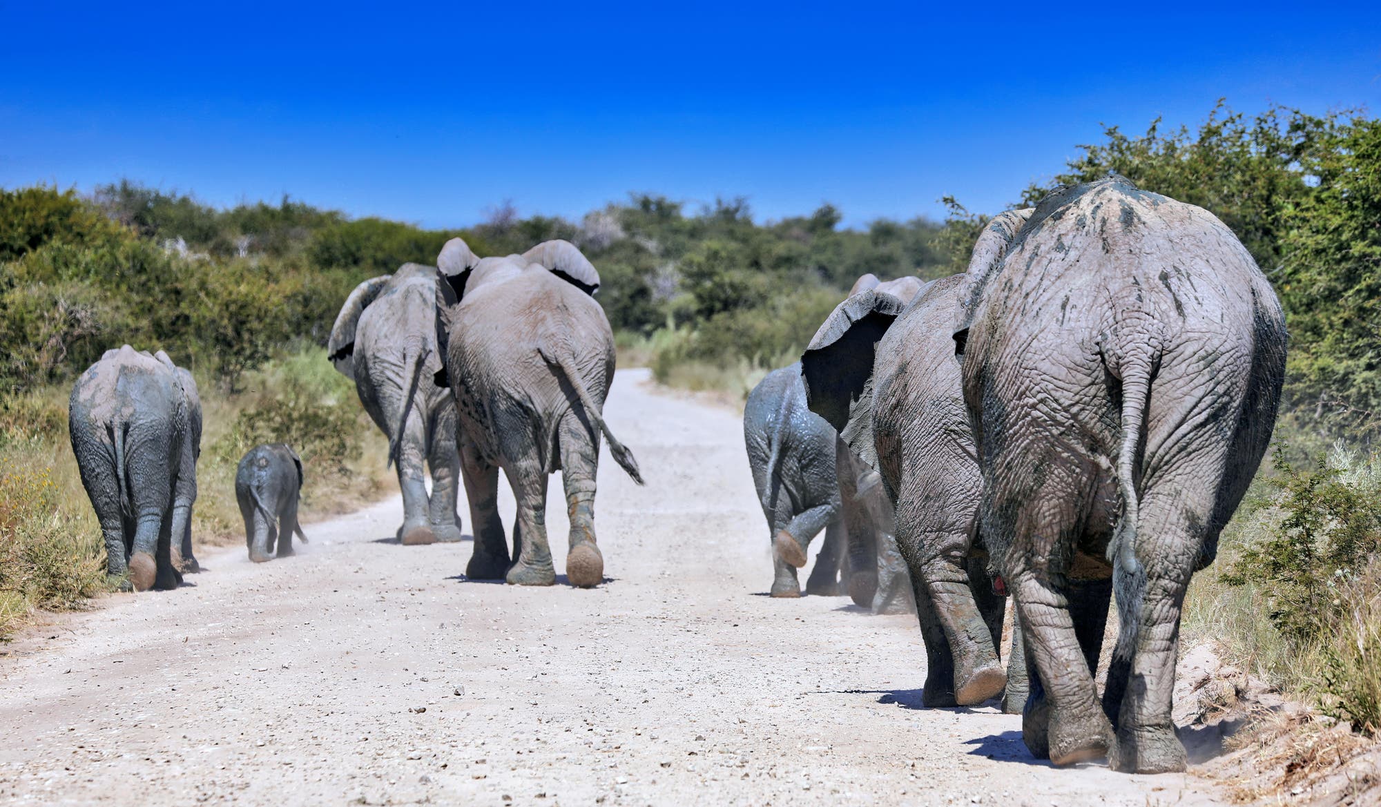 Namibische Elefanten