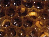 Beutenkäferlarven in Honigwaben
