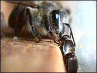 Honigbiene füttert einen Bienenstockkäfer