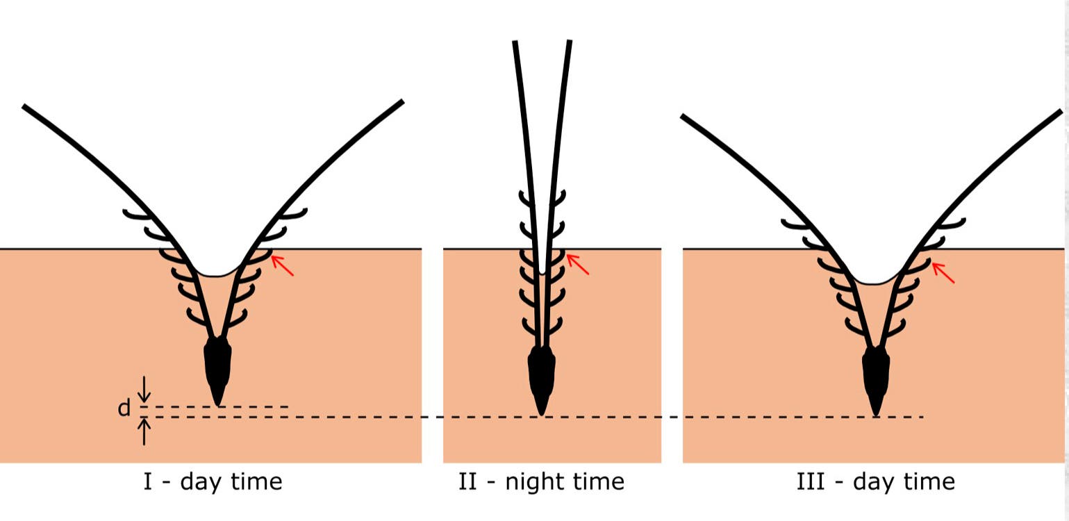 Fortbewegungsmechanismus des Weizenkorns