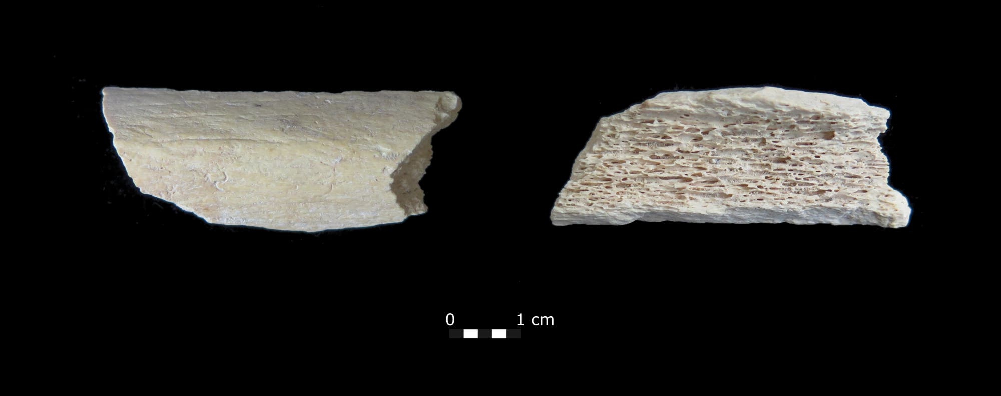 Zwei Knochenfragmente auf schwarzem Hintergrund. Das linke Fragment zeigt eine glatte Oberfläche, während das rechte Fragment eine poröse Struktur aufweist. Unten in der Mitte befindet sich eine Maßstabsleiste mit Markierungen bei 0 und 1 cm.