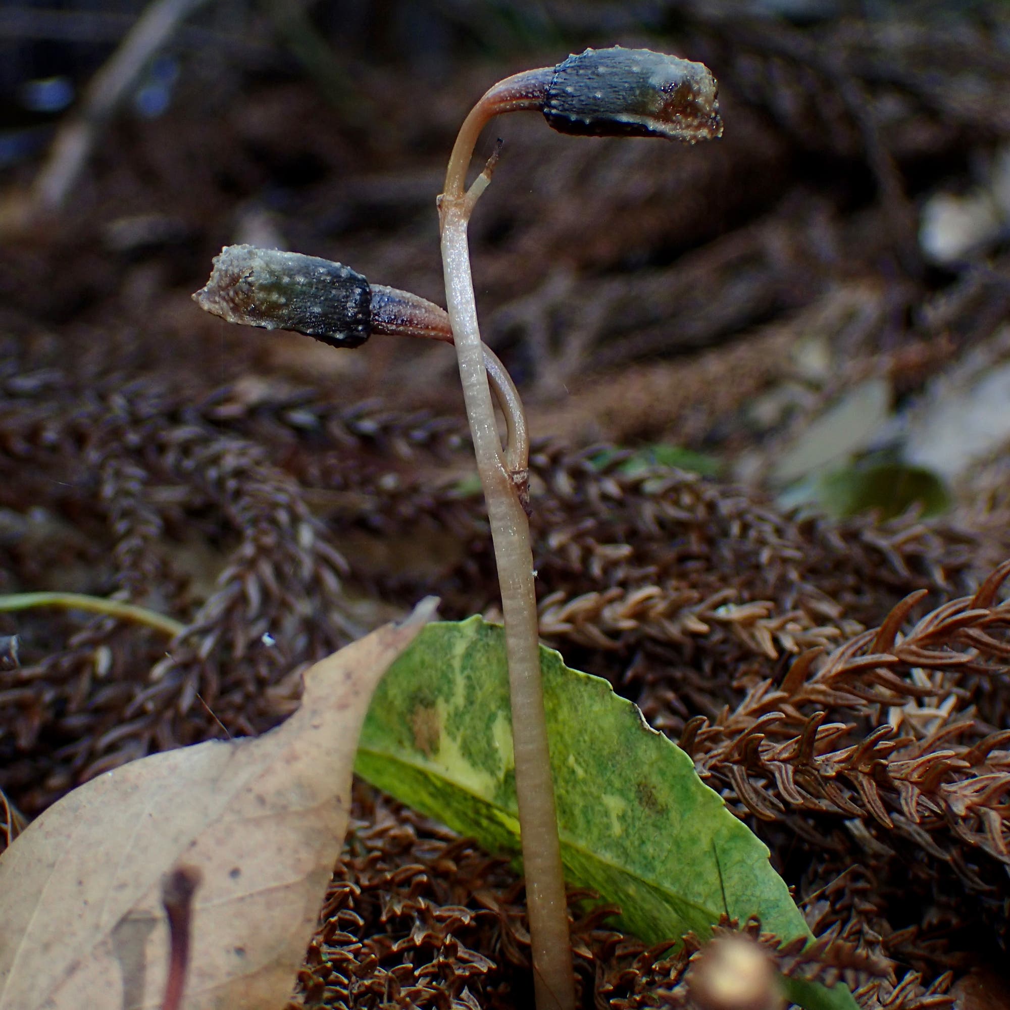 Eine kleine Pflanze mit einem dünnen, hellen Stängel und zwei dunklen, länglichen Knospen an der Spitze wächst aus dem Waldboden. Umgeben von braunen, verwelkten Blättern und einem grünen Blatt im Hintergrund. Die Umgebung ist unscharf, was auf einen Wald oder einen natürlichen Lebensraum hindeutet.