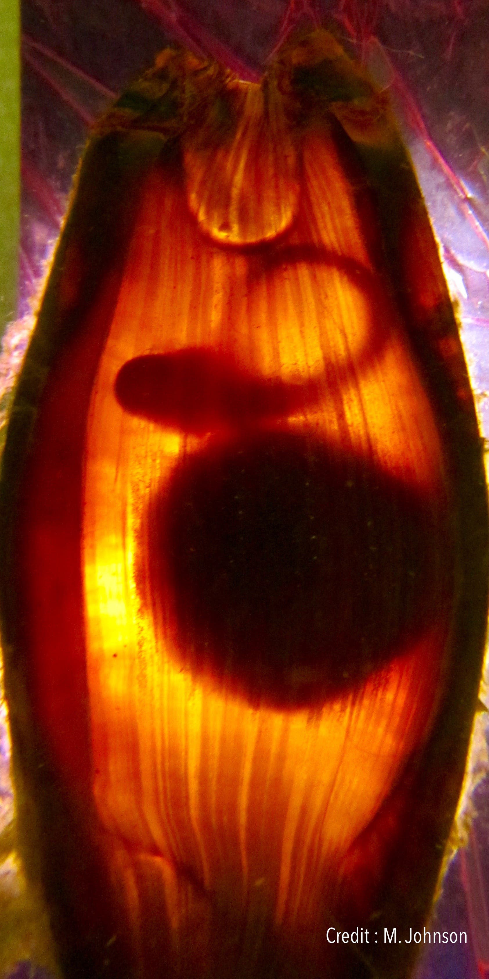 Epaulettenhaie-Embryo