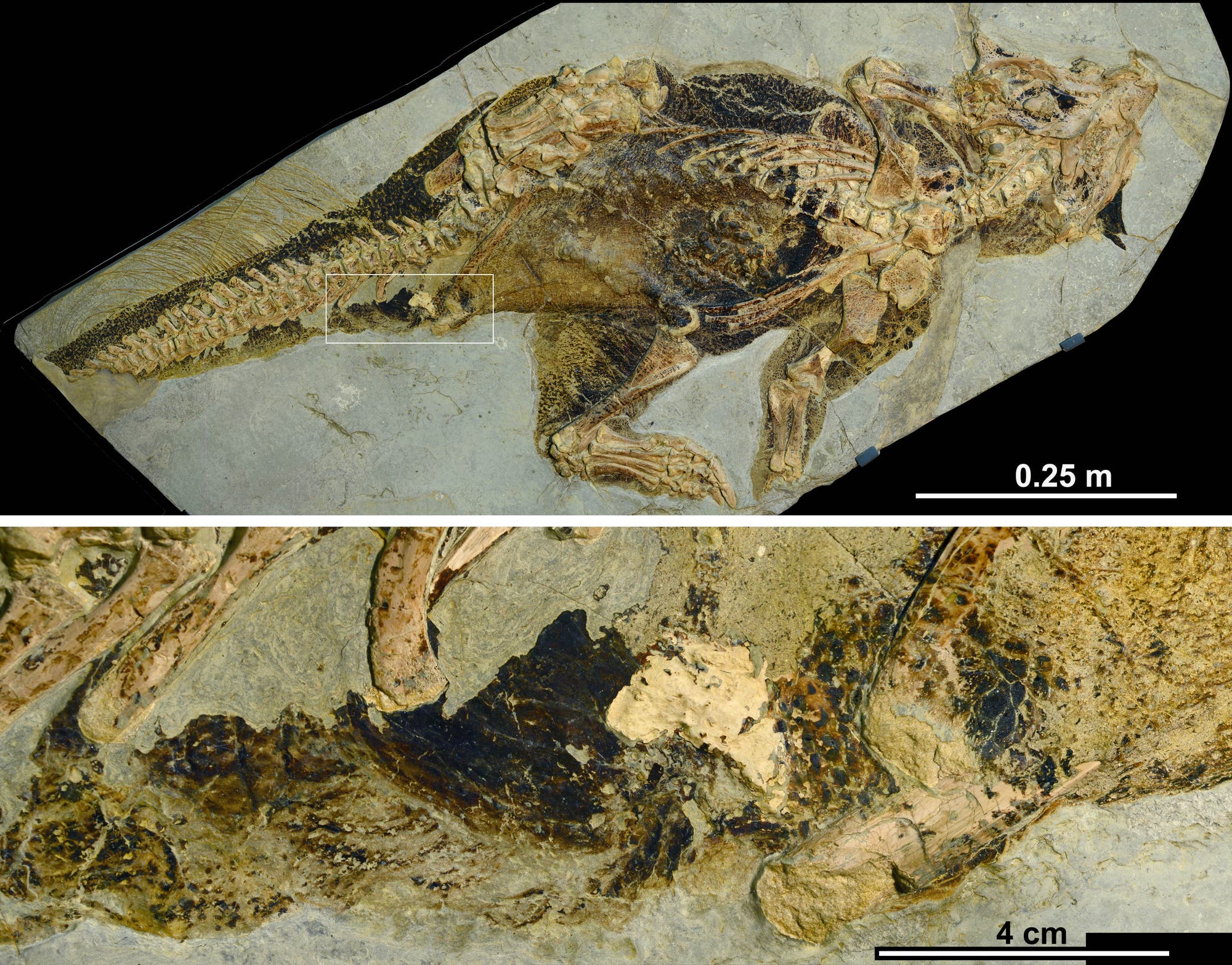Bei diesem Psittacosaurus-Exemplar aus dem Senckenberg Museum für Naturkunde sind Haut- und Pigmentierungsmuster sowie der erste und einzige bekannte Kloakenschlitz erhalten.