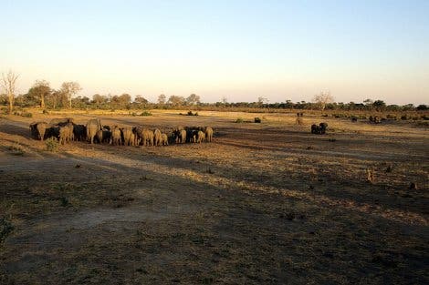 Elefantenherde im Etosha-Nationalpark in Namibia