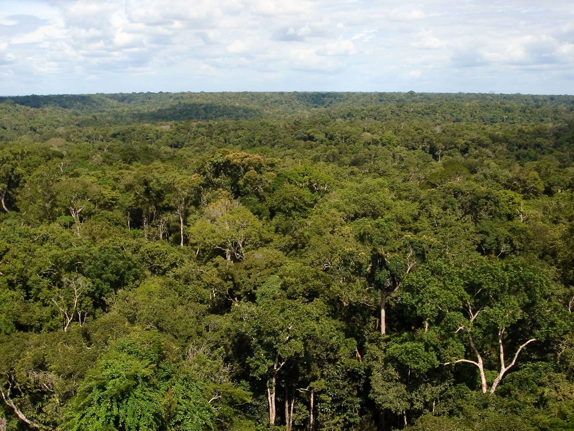 Amazonasregenwald