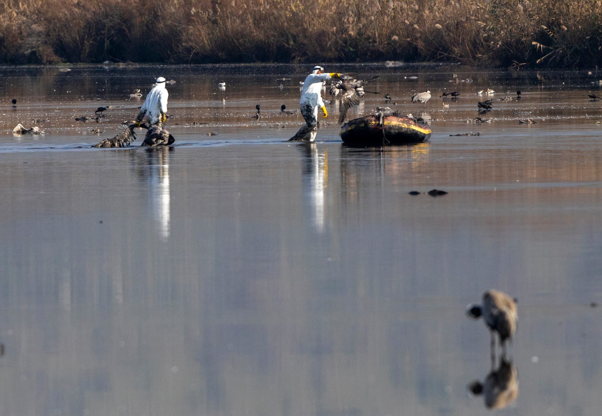 Helfer bergen tote Kraniche aus einem See im Hula-Tal. Dazwischen stehen noch lebende Vögel.
