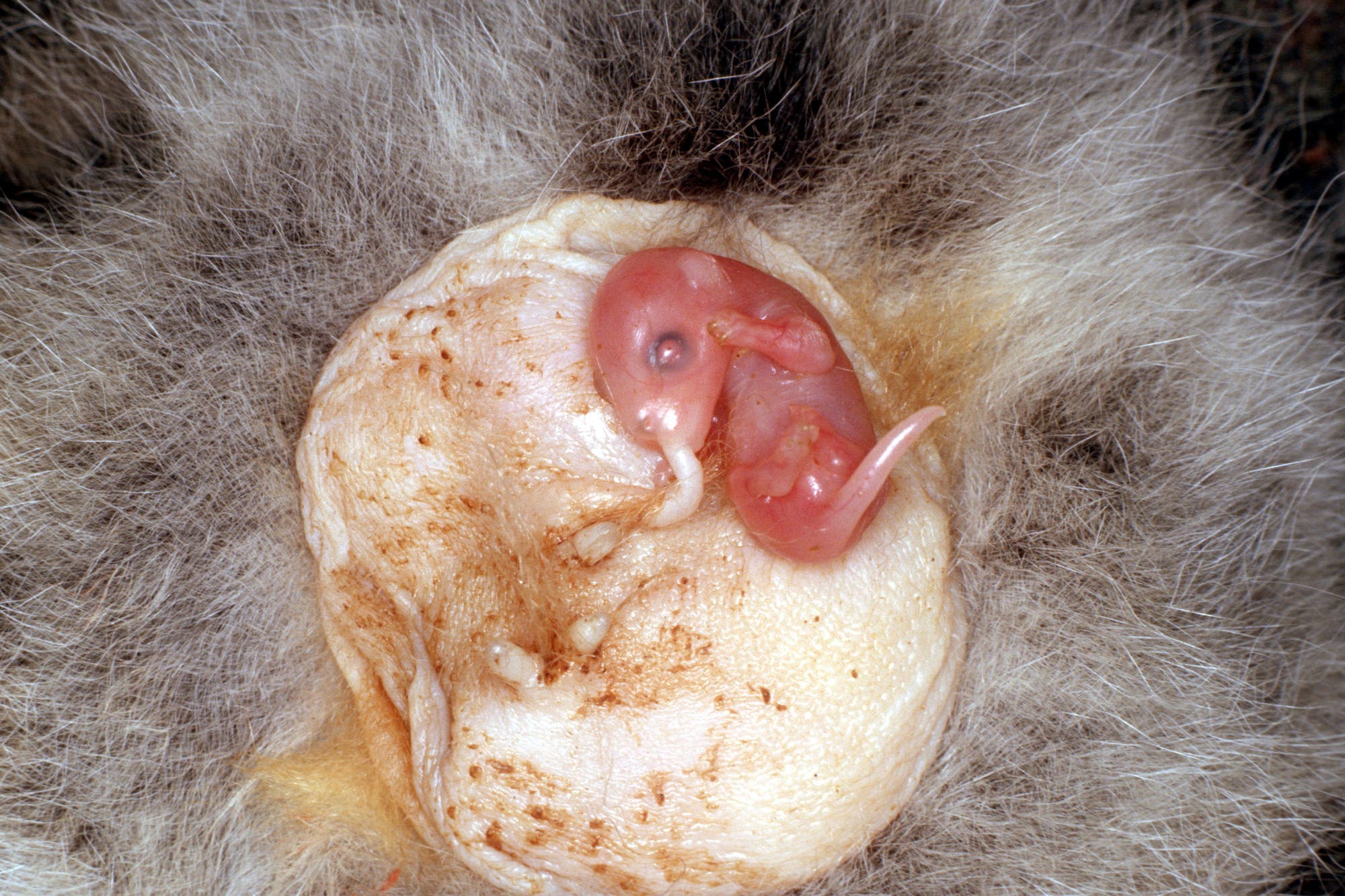 Wallaby-Neugeborenes in seinem mobilen Nest