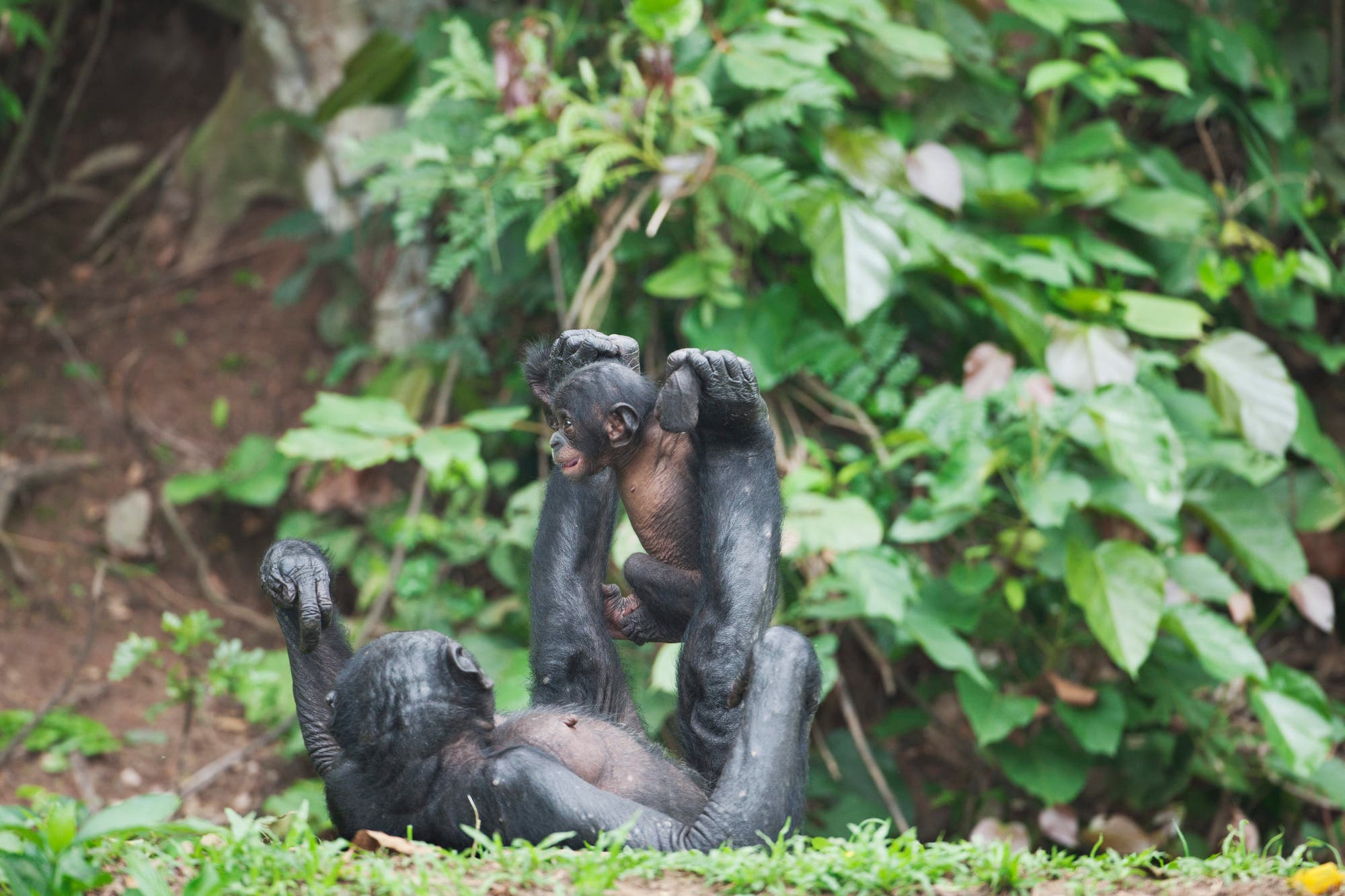 Bonobo mit Baby
