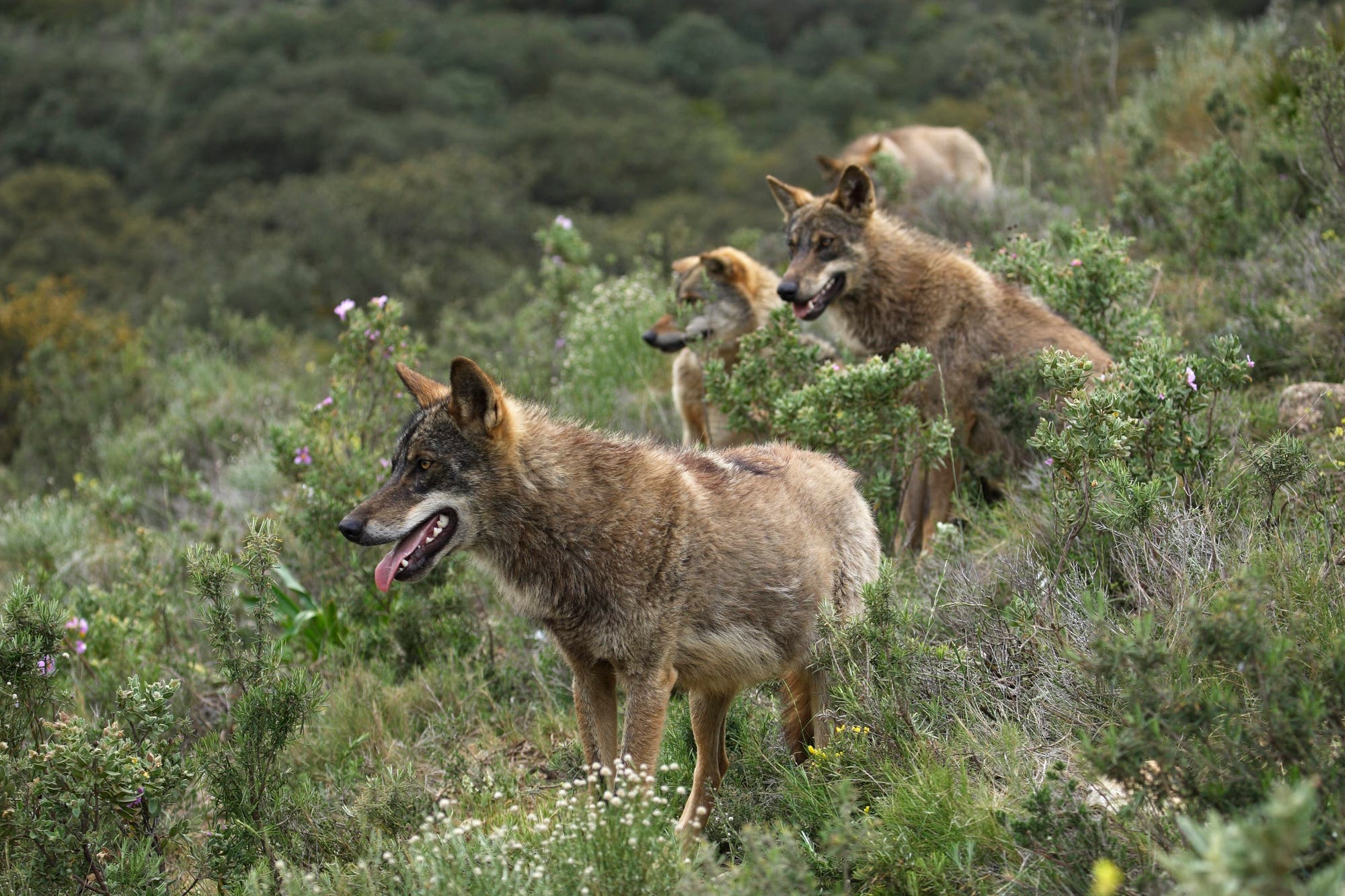 Eine Gruppe von vier Wölfen steht aufmerksam in einer grünen, buschigen Landschaft. Die Tiere haben dichtes, braunes Fell und scheinen in die Ferne zu blicken. Im Hintergrund sind dichte Wälder zu sehen.