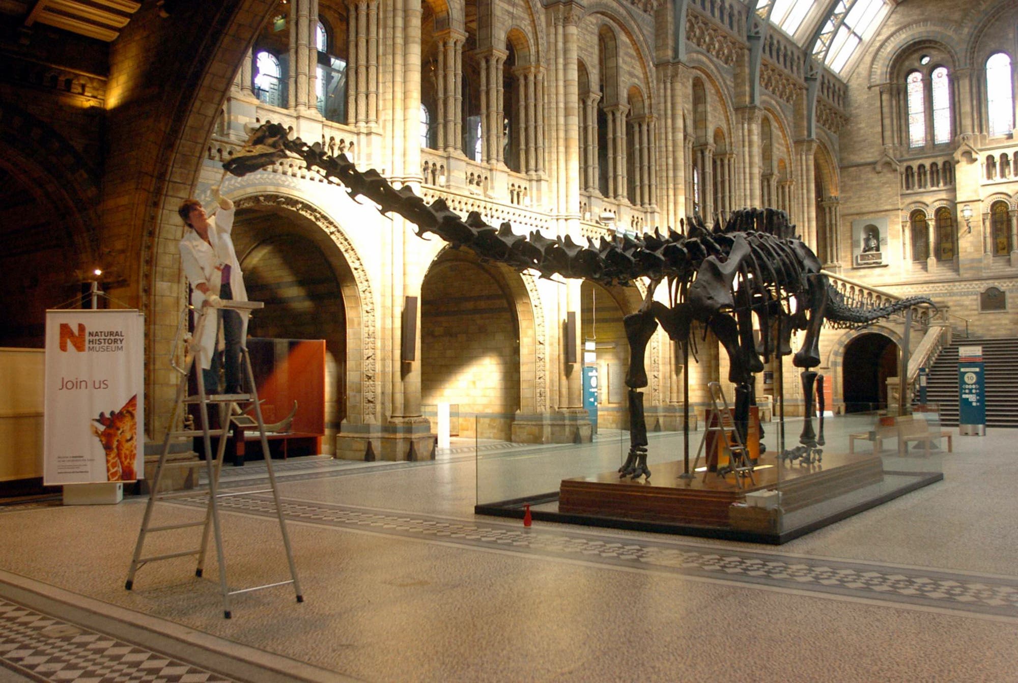Das 26m lange Skelett von Diplodocus im Natural History Museum in London.