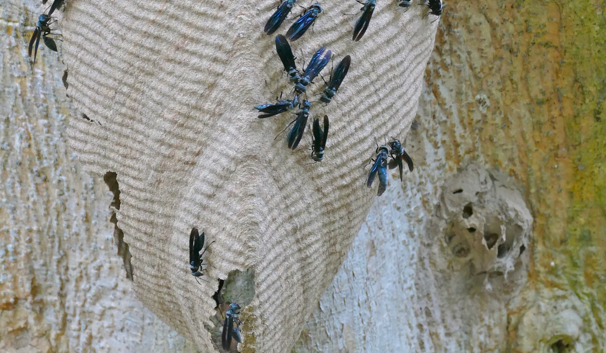 Blau-schwarze Wespen der Gattung Synoeca auf einem typisch geriffelten Nest.