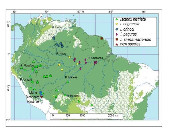 Verbreitung von südamerikanischen Stachelratten