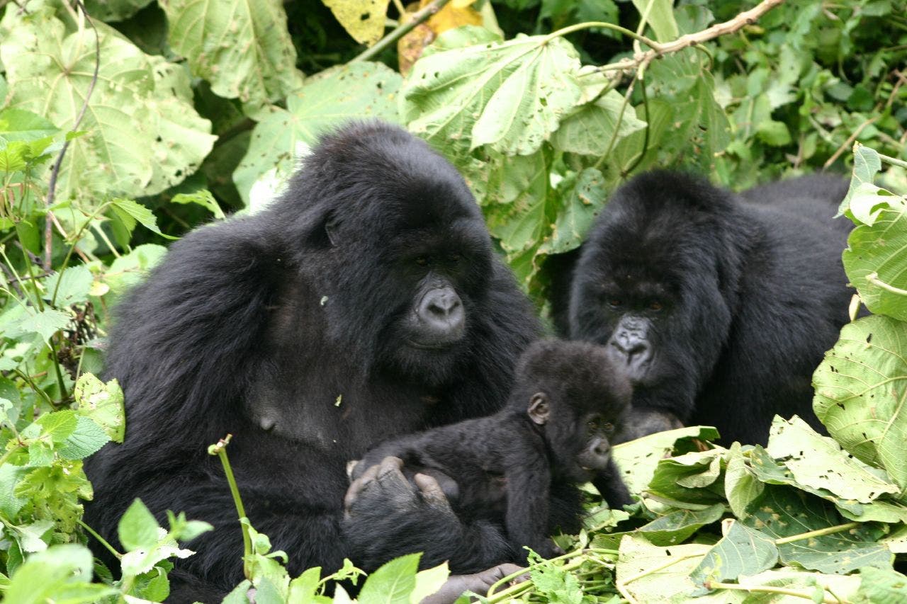 Gorillas im Nationalpark in Ruanda