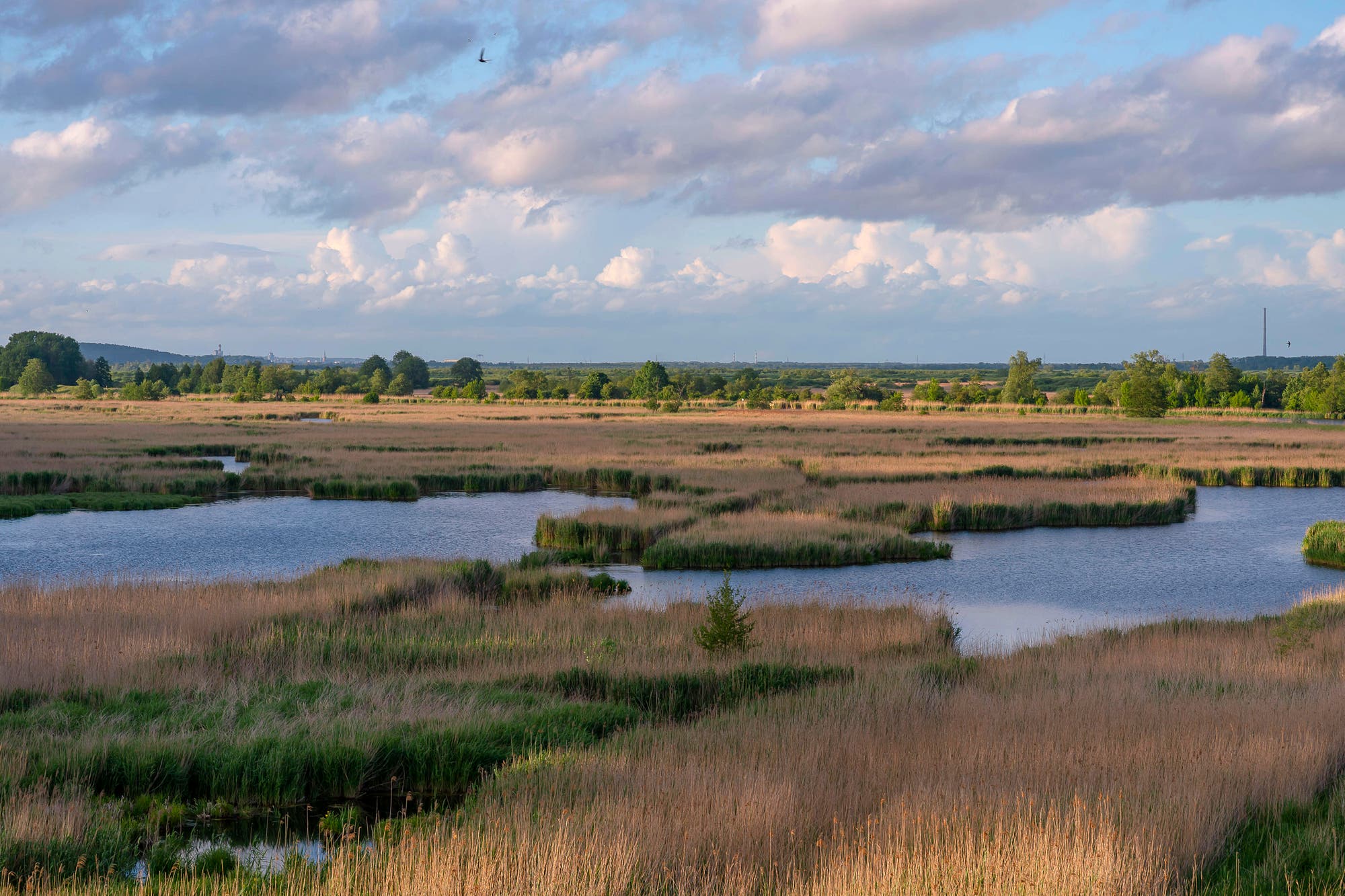 Weite Landschaft mit mehreren Wasserflächen und Schilfinseln, die sich bis zum Horizont erstrecken. Der Himmel ist teils bewölkt mit blauen und weißen Wolken. Eine einzelne Vogel fliegt hoch am Himmel. Im Hintergrund sind Bäume und eine sanfte Hügellandschaft zu sehen. Die Szene vermittelt Ruhe und Natürlichkeit.