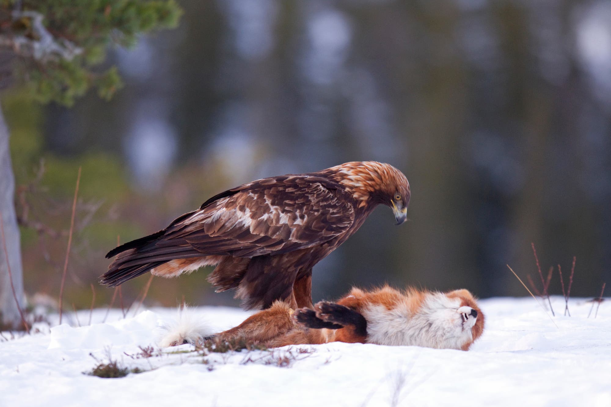 Ein Steinadler steht auf einem verschneiten Boden über einem toten Fuchs. Der Hintergrund zeigt unscharfe Bäume, die eine winterliche Waldlandschaft andeuten. Der Adler blickt nach unten auf den Fuchs, was auf eine Jagdszene hinweist.