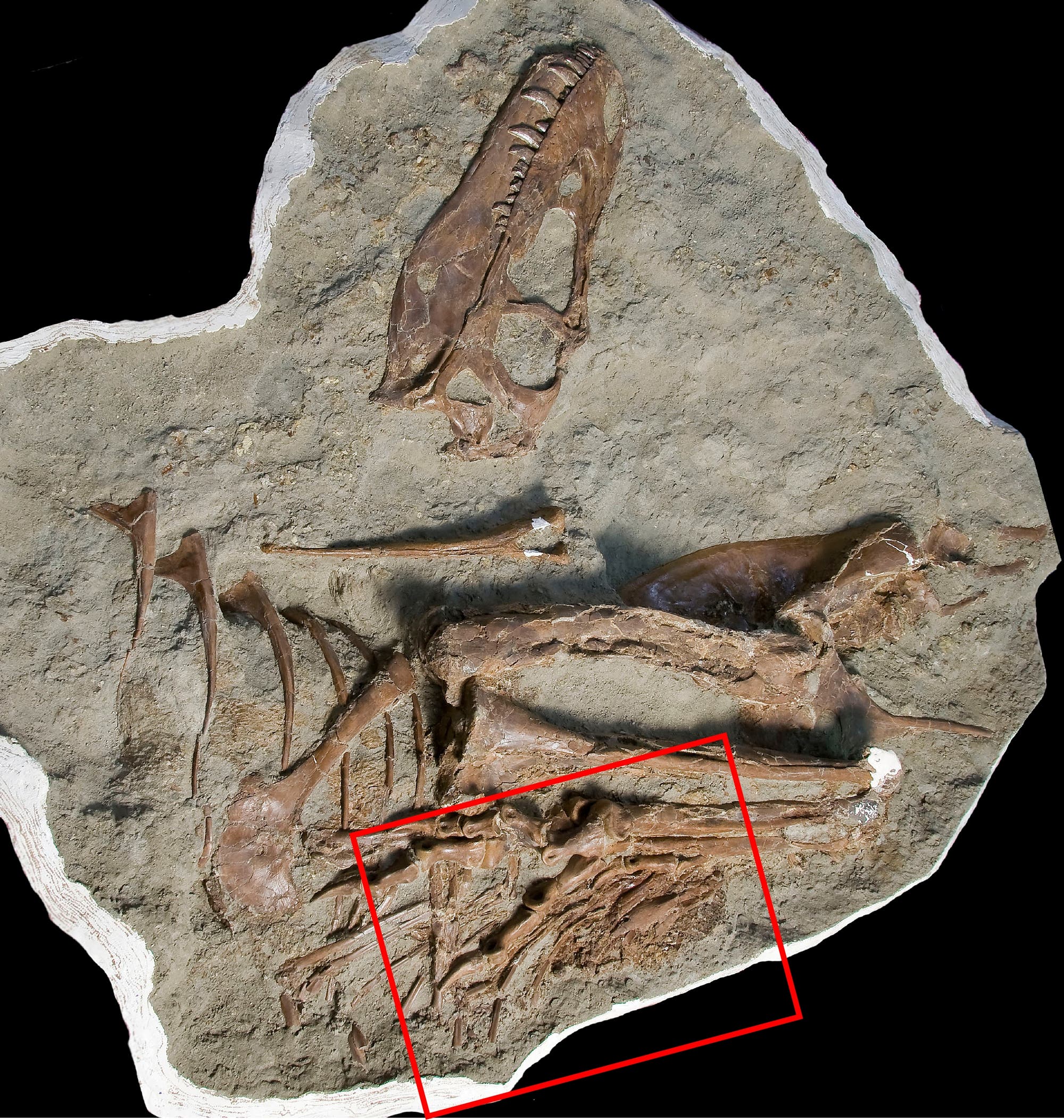 Fossil eines Gorgosaurus libratus